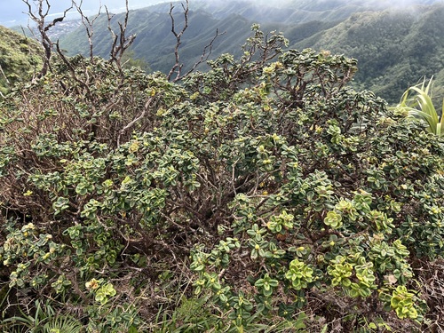 Metrosideros rugosa observed 2026-10-09