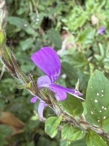 Hypoestes purpurea, 2026-10-14