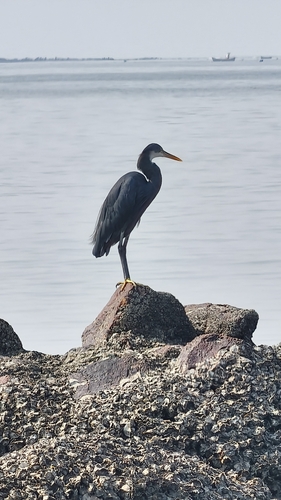 Western Reef Heron