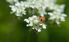Arge cyanocrocea