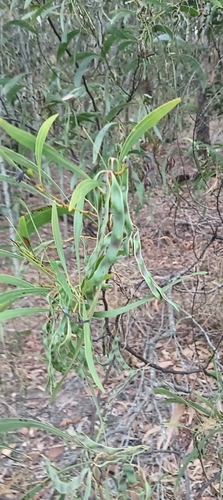 Acacia falcata observed 2026-10-14