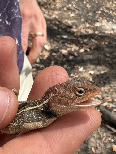 Diporiphora australis observed 2026-10-14