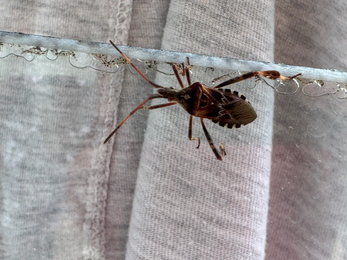 Western Conifer Seed Bug