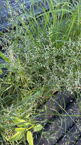 Eragrostis barrelieri observed 2026-10-13