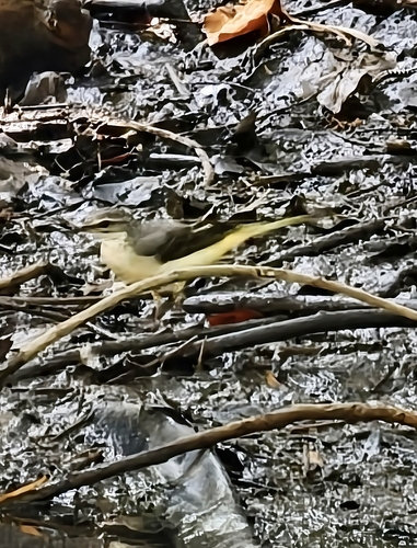 Grey Wagtail