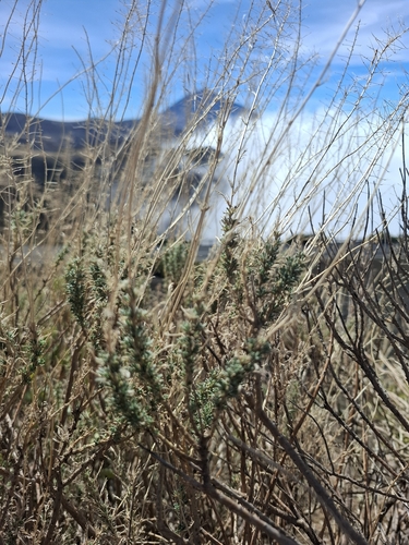 Descurainia bourgaeana, 2026-10-13