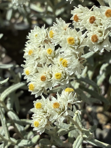 Anaphalis morrisonicola observed 2026-10-14