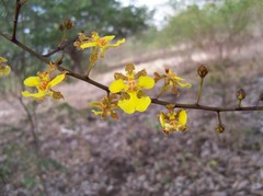 Trichocentrum brachyphyllum