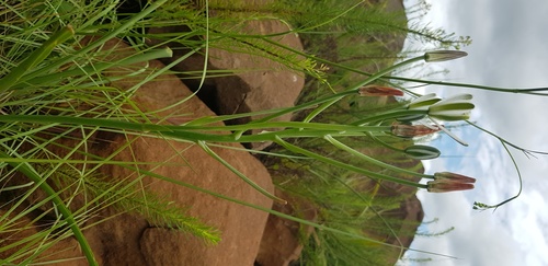 Albuca fastigiata