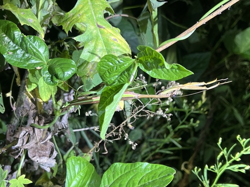 Chinese Mantis