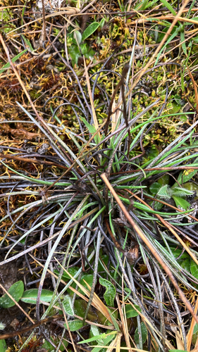 Celmisia gracilenta observed 2026-10-14