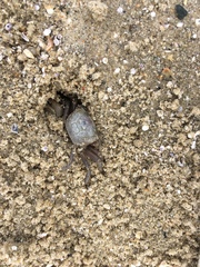 Leptuca pugilator