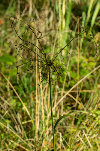Scirpus sylvaticus, 2026-10-12