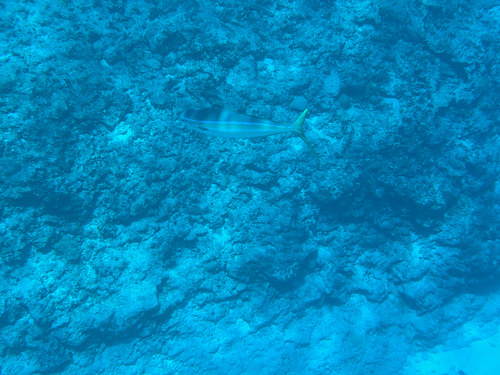 Elagatis bipinnulata observed 2026-10-07
