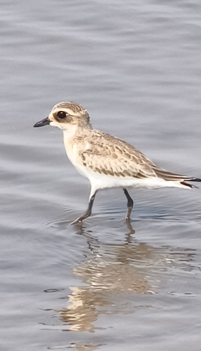 Tibetan Sand-Plover