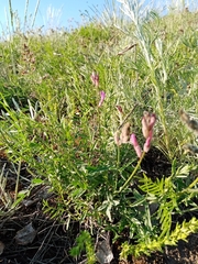 Astragalus macropus