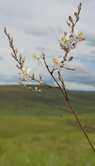 Chlorophytum angulicaule