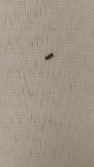 Coleoptera