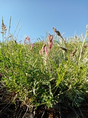Astragalus macropus