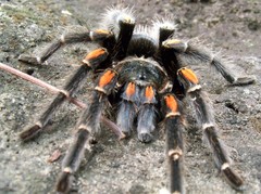 Brachypelma auratum