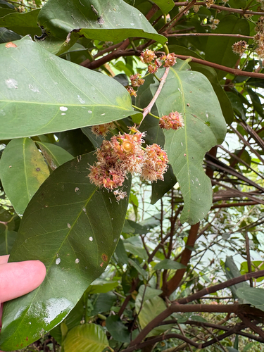 Syzygium polyanthum observed 2026-10-14