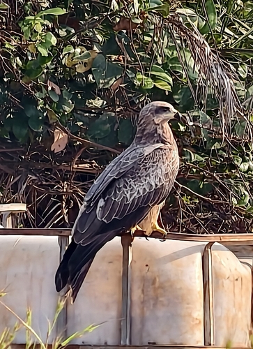 Indian Black Kite