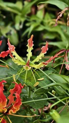 flame lily