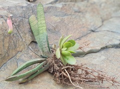 Gasteria batesiana