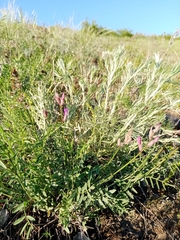Astragalus macropus