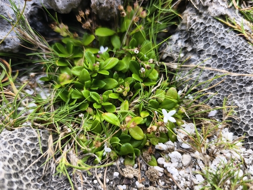 Leptopetalum strigulosum observed 2026-10-14
