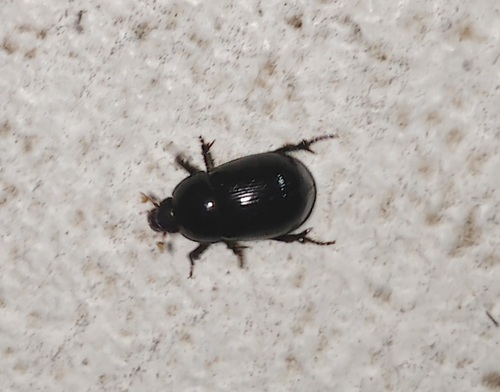 Illiger's Scavenger Scarab