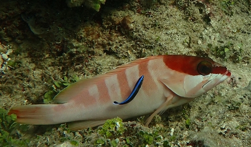 Blacktip Grouper