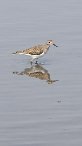 Common Sandpiper