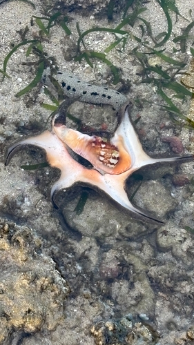 Lambis chiragra observed 2026-10-13