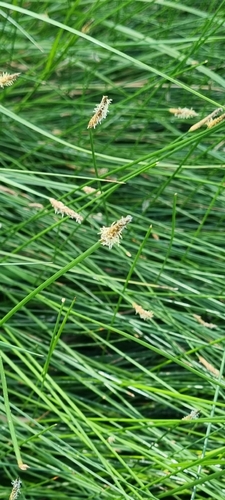 Eleocharis acuta observed 2026-10-14