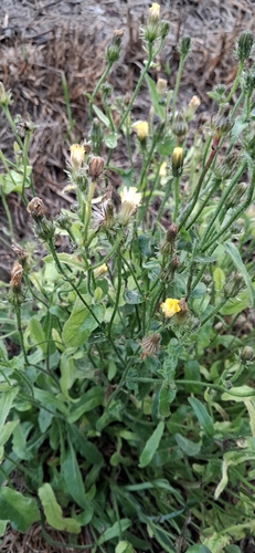 Hawkweed Oxtongue