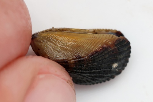Brachidontes adamsianus, 2026-10-10