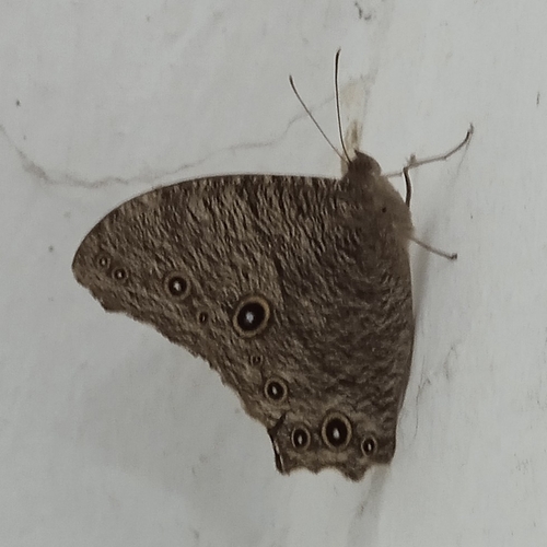 Common Evening Brown