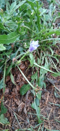 chicory