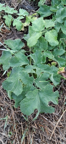 hogweed