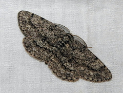 Hypomecis umbrosaria