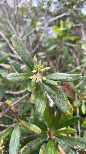 Scaevola montana observed 2026-09-18