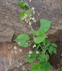 Pergularia daemia daemia