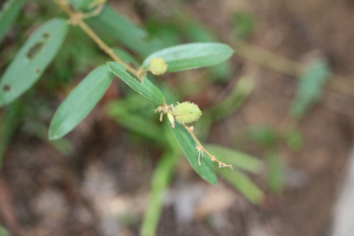 Helicteres angustifolia observed 2026-10-09
