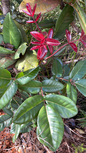 Pancheria ternata observed 2026-09-19