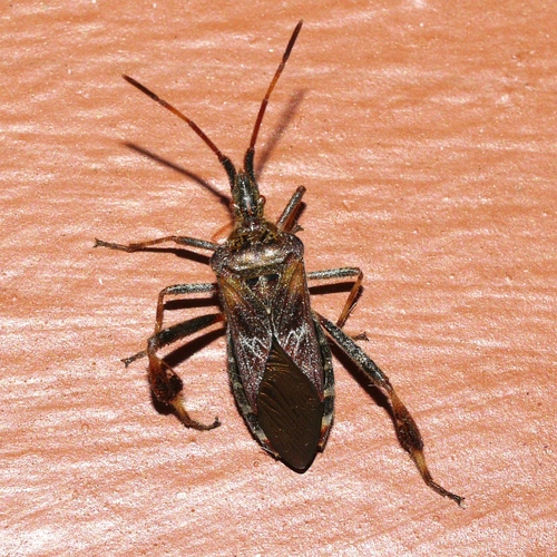 Western Conifer Seed Bug