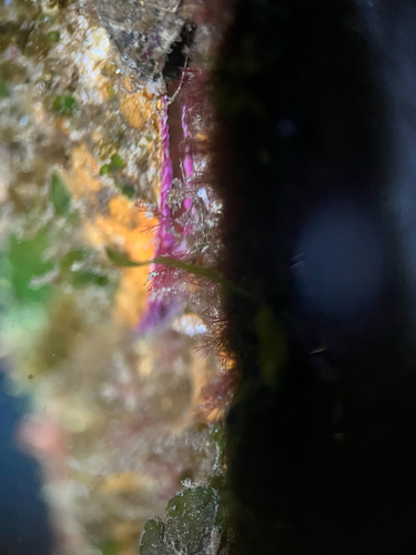 Pododesmus macrochisma, 2026-10-13