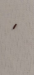 Coleoptera