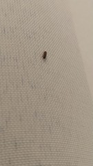 Coleoptera