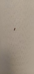 Coleoptera